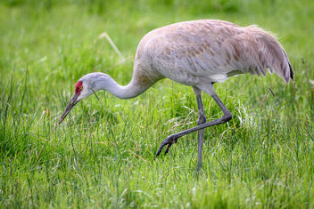 Sandhill Crane - Kostenloses image #453935